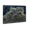 Stupell Industries Snow Leopard Cuddle Canvas, design by Collin Bogle